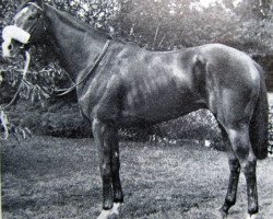 stallion Pampapaul xx (Thoroughbred, 1974, from Yellow God xx)