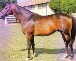 stallion Pampabird xx (Thoroughbred, 1979, from Pampapaul xx)