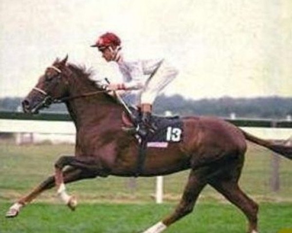 stallion Exdirectory xx (Thoroughbred, 1975, from Ballymore xx)