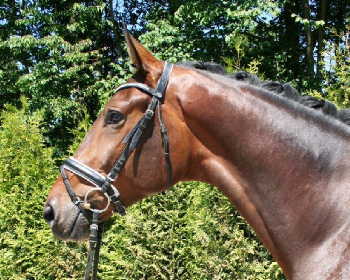 dressage horse Voice of Germany (Hanoverian, 2011, from Vivaldi)