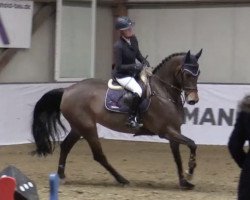 jumper Conthalvara PS (Oldenburg show jumper, 2012, from Conthargos)