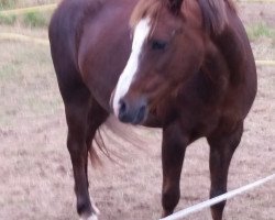 Pferd Frankenbach Bonita (Welsh Pony (Sek.B), 1998, von Symondsbury Grenadier)