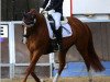 Dressurpferd Chanel (Lettisches Warmblut, 2009, von Connery)