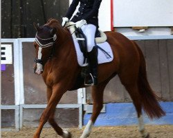 dressage horse Chanel (Latvian Warmblood, 2009, from Connery)