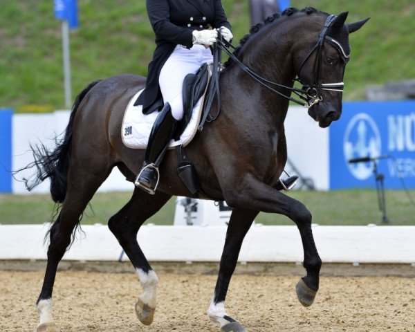 dressage horse Sir Diamond (Oldenburg, 2005, from Sandro Hit)
