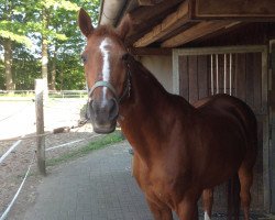 broodmare Babsi (Hanoverian, 1988, from Brentano II)