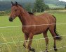 jumper Chief Inspector 4 (Oldenburg show jumper, 2012, from Castino 4)