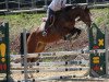 dressage horse Con Carlo (Westphalian, 2006, from Conceicao)