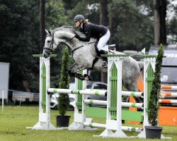 jumper Iron Man 14 (Trakehner, 2007, from Interconti)