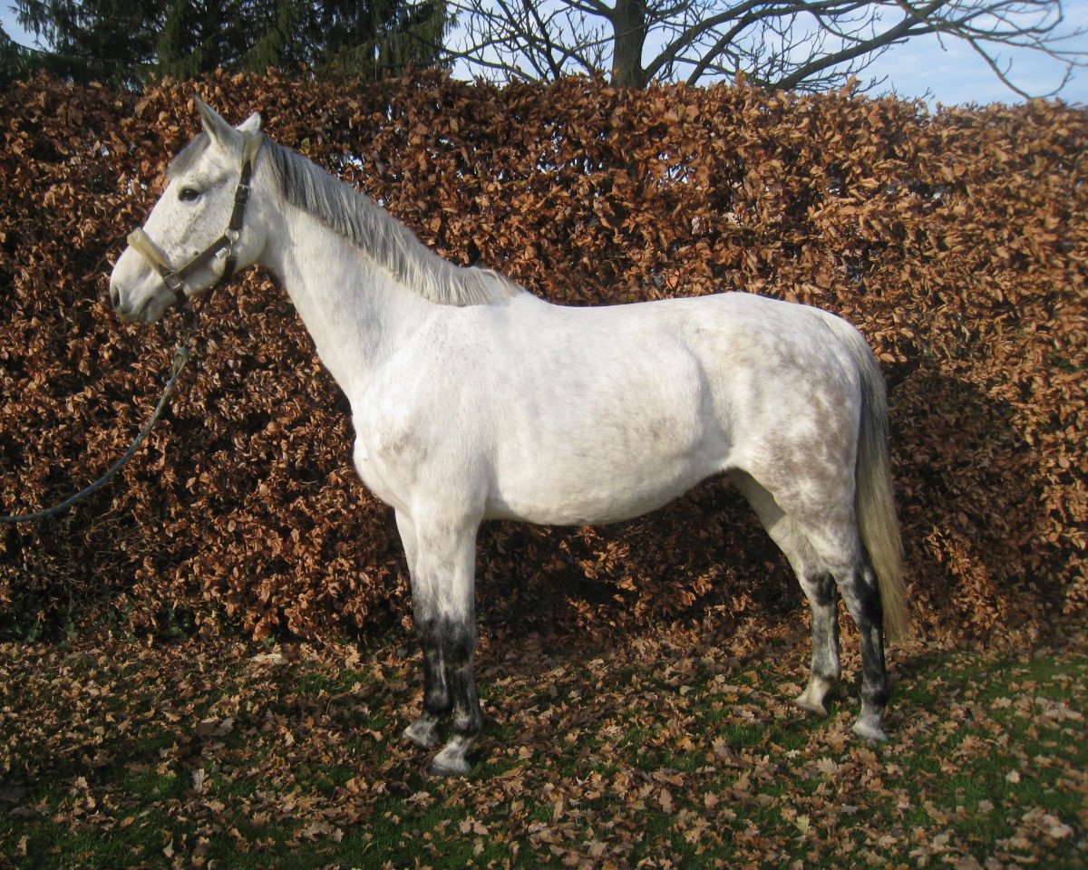 Zuchtstute Bjork van de Claevervallei (Holsteiner, 2009, von Numero Uno)