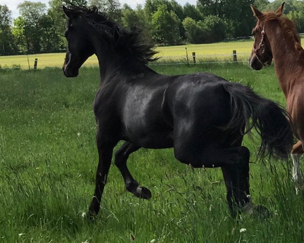 dressage horse Ferris (Hanoverian, 2016, from Finest)