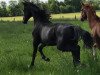 dressage horse Ferris (Hanoverian, 2016, from Finest)