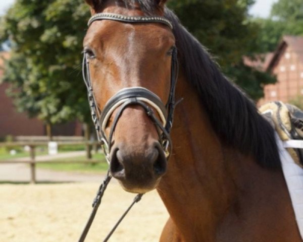 broodmare Lisel (Westphalian, 2014, from Rock For You 2)