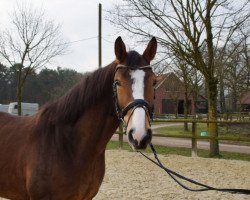 dressage horse Ernie (Westphalian, 2014, from Escolar)