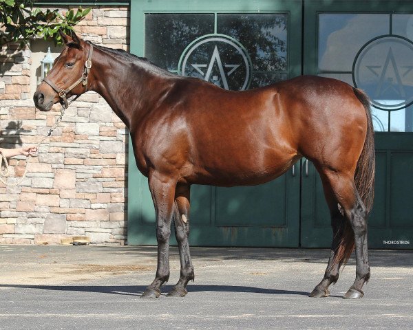 broodmare For Royalty xx (Thoroughbred, 2007, from Not For Love xx)