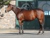 broodmare For Royalty xx (Thoroughbred, 2007, from Not For Love xx)