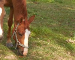 broodmare Wellanie (German Sport Horse, 2000, from Weltfriede)