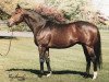 stallion Not For Love xx (Thoroughbred, 1993, from Mr. Prospector xx)