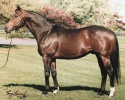 stallion Not For Love xx (Thoroughbred, 1993, from Mr. Prospector xx)