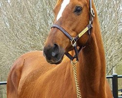 broodmare Love the Chase xx (Thoroughbred, 2006, from Not For Love xx)