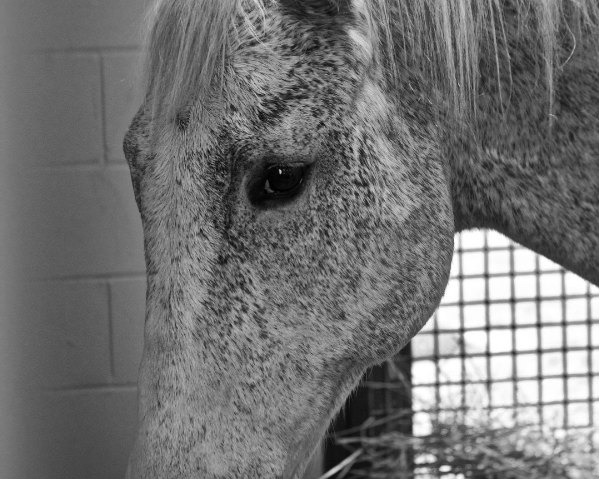 stallion Holy Bull xx (Thoroughbred, 1991, from Great Above xx)