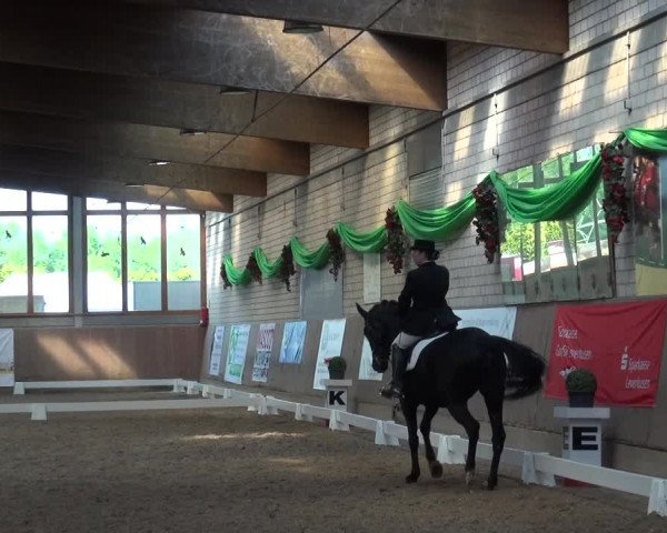 Reitturnier Leverkusen-Rheindorf 2018