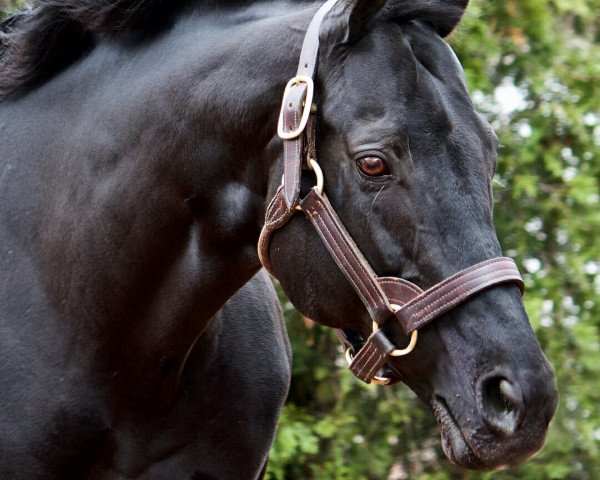 stallion Hat Trick xx (Thoroughbred, 2001, from Sunday Silence xx)