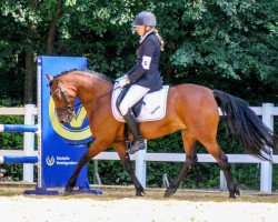 broodmare Sarina 273 (German Riding Pony, 2006, from Llanarth Mostyn Triton)