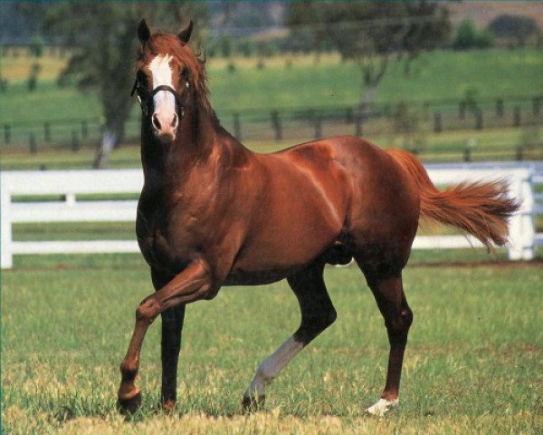 stallion Palace Music xx (Thoroughbred, 1981, from The Minstrel xx)