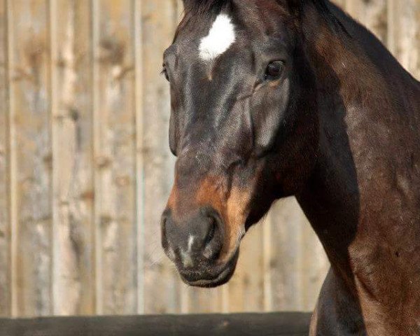 Pferd Rhosario (Bayer, 2002, von Romantiko)