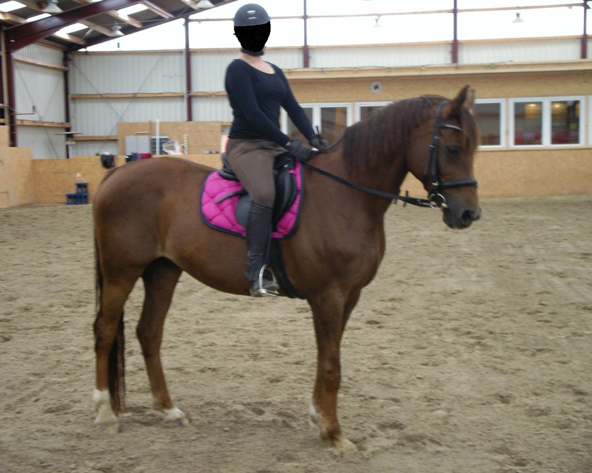 broodmare Reggae (Hanoverian, 2000, from Rotspon)