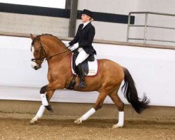 stallion Dankeschön (German Riding Pony, 2007, from HB Daylight)