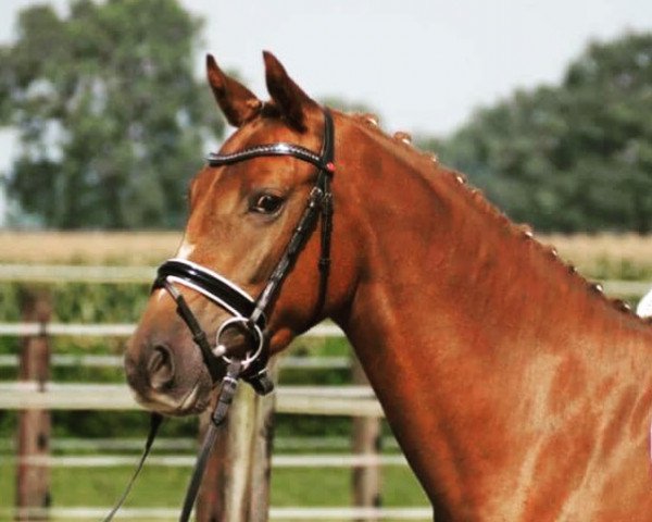 dressage horse Nemo P (unknown, 2012, from Nadir vom Splitting WE)