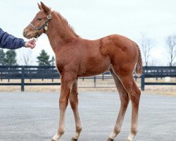 horse Stute von Air Force Blue xx (Thoroughbred, 2018, from Air Force Blue xx)