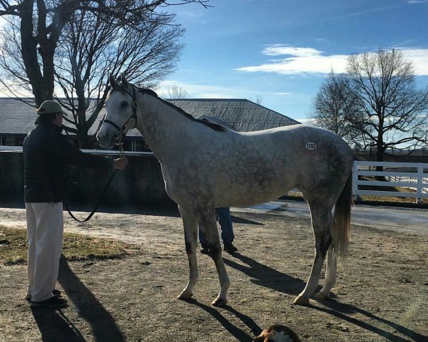 horse La Nonna xx (Thoroughbred, 2013, from Unbridled's Song xx)