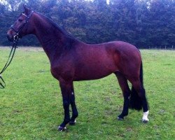 dressage horse Charly (Westphalian, 2009, from Chico's Boy)