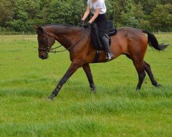 horse Weltkönig (Hanoverian, 1996, from Warkant)