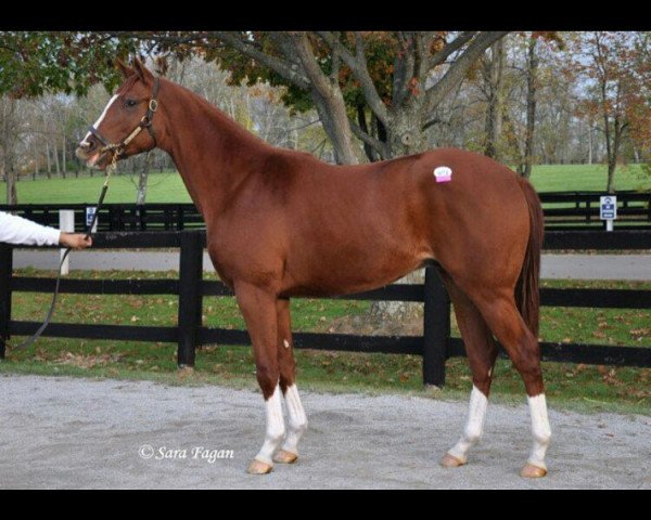 horse Hengst von Curlin xx (Thoroughbred, 2015, from Curlin xx)