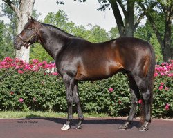 stallion Bernstein xx (Thoroughbred, 1997, from Storm Cat xx)