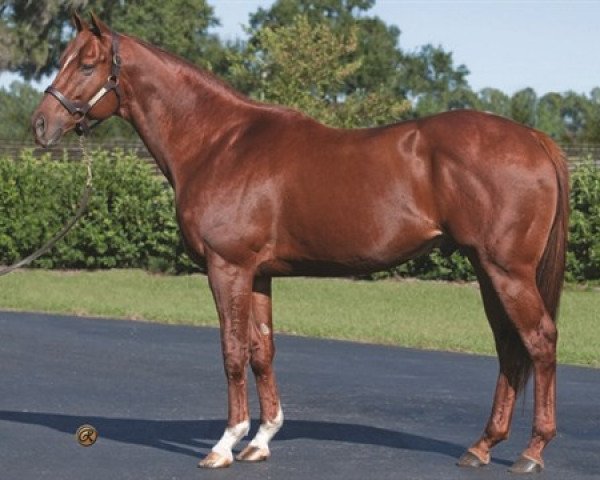 stallion Cowtown Cat xx (Thoroughbred, 2004, from Distorted Humor xx)