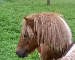 Pferd Mia 132 (Shetland Pony, 2014)