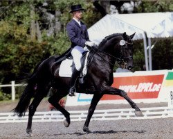 dressage horse Haakon (Hanoverian, 2000, from Heraldik xx)