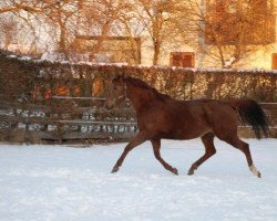 broodmare Lady of Swing xx (Thoroughbred, 2004, from Lord Of Men xx)