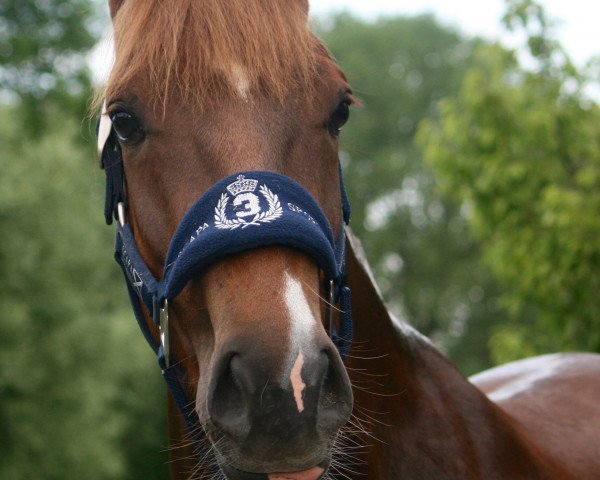 broodmare Speedy (Belgian Riding Pony, 2014, from Parco)