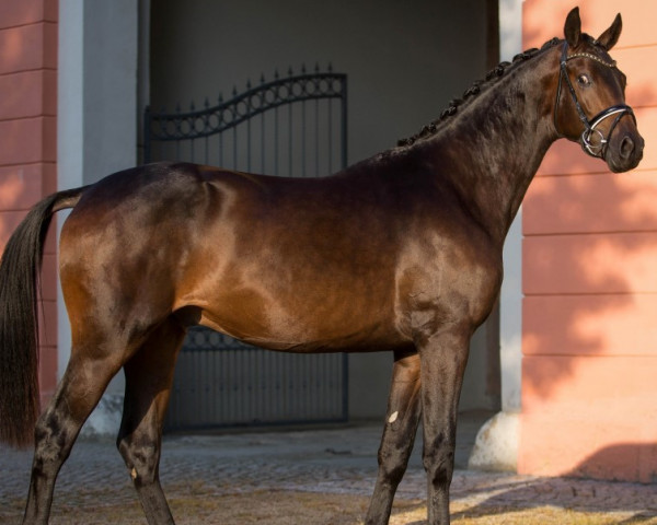 stallion Freiherr von Stein (Trakehner, 2013, from E.H. Millennium)