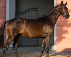 Deckhengst Freiherr von Stein (Trakehner, 2013, von E.H. Millennium)