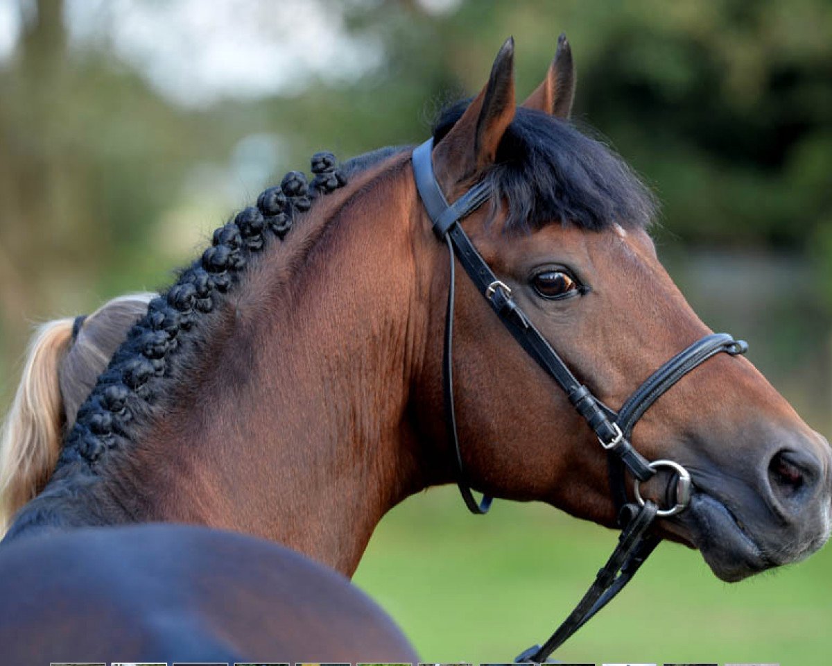Deckhengst Principal Dream (Deutsches Reitpony, 2003, von Principal Boy)