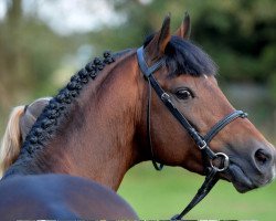 stallion Principal Dream (German Riding Pony, 2003, from Principal Boy)