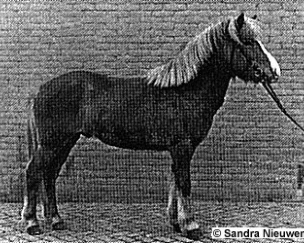 stallion Drengur frá Kirkjubæ (Iceland Horse, 1980, from Hóla-Blesi frá Hólum)