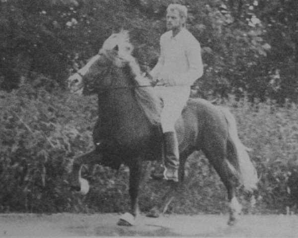 stallion Sokki frá Aldenghoor (Iceland Horse, 1984, from Högni fra Kirkjubae)